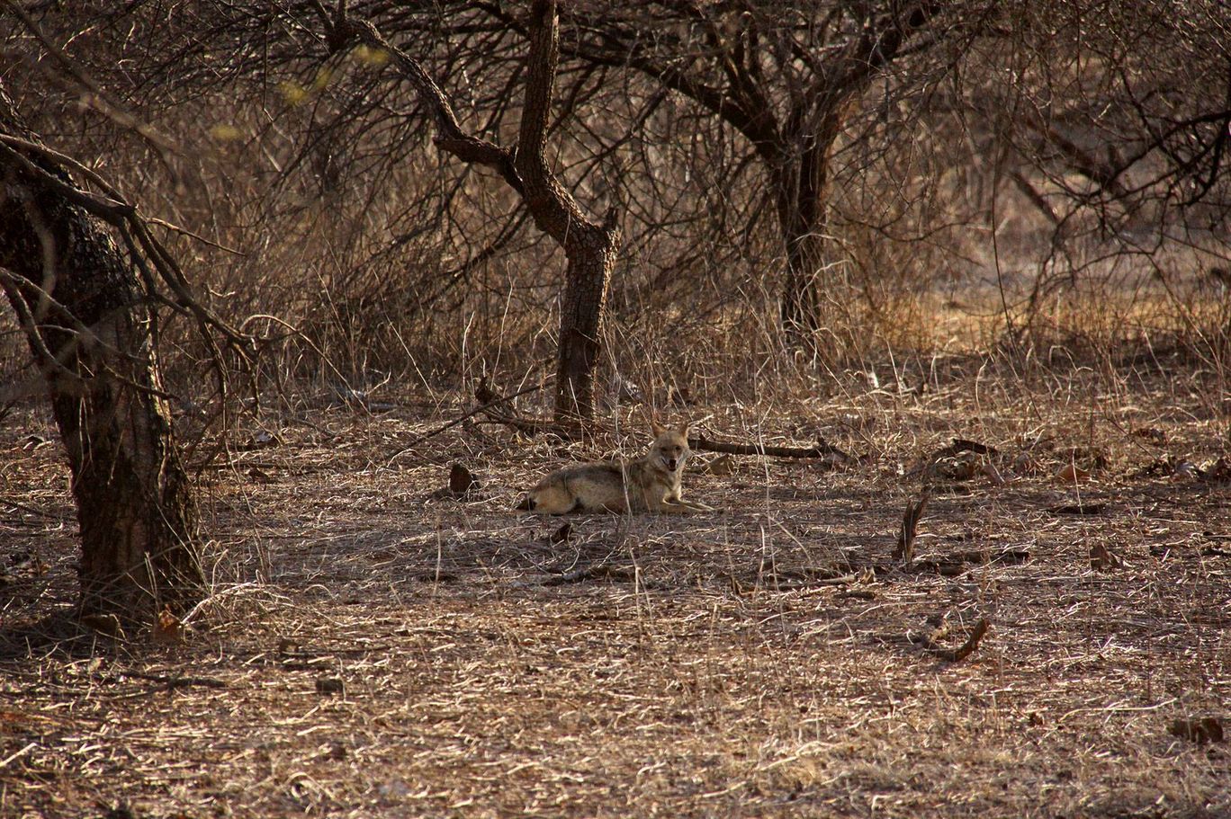 Photo of Tracking Leos By Sachin Jaiswal