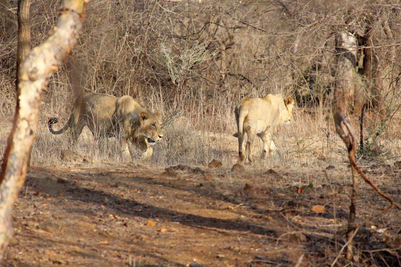 Photo of Tracking Leos By Sachin Jaiswal