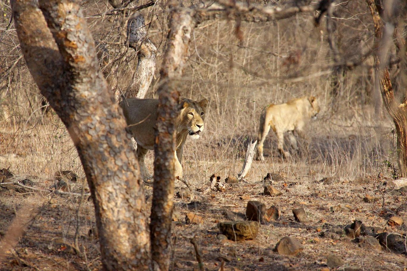 Photo of Tracking Leos By Sachin Jaiswal