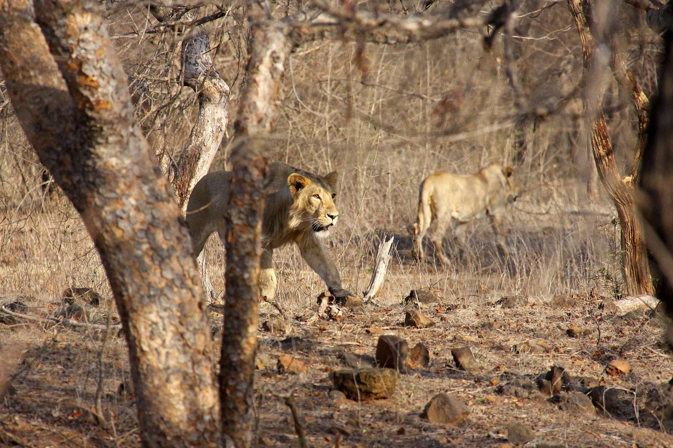 Photo of Tracking Leos By Sachin Jaiswal