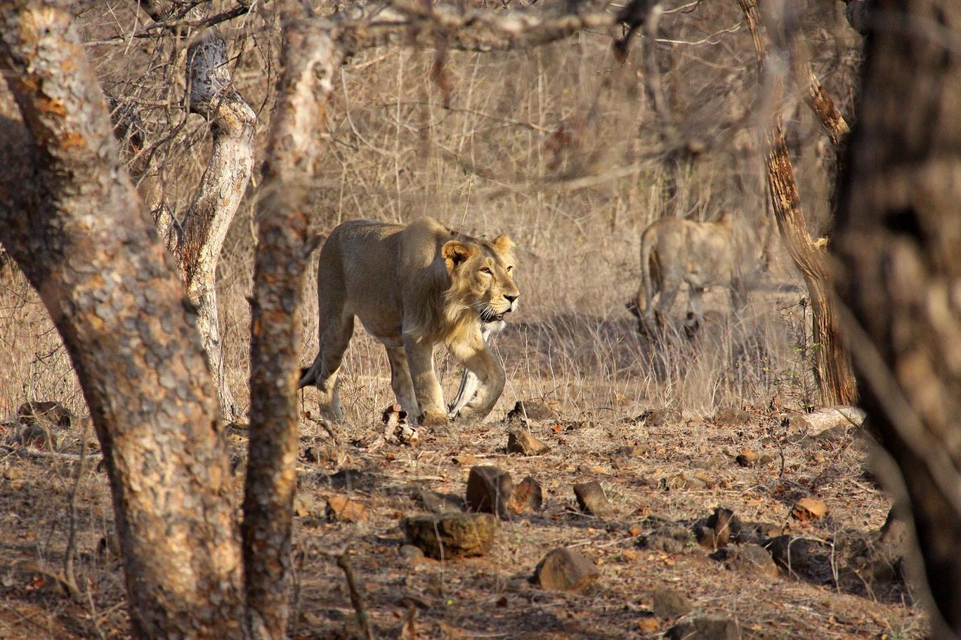 Photo of Tracking Leos By Sachin Jaiswal