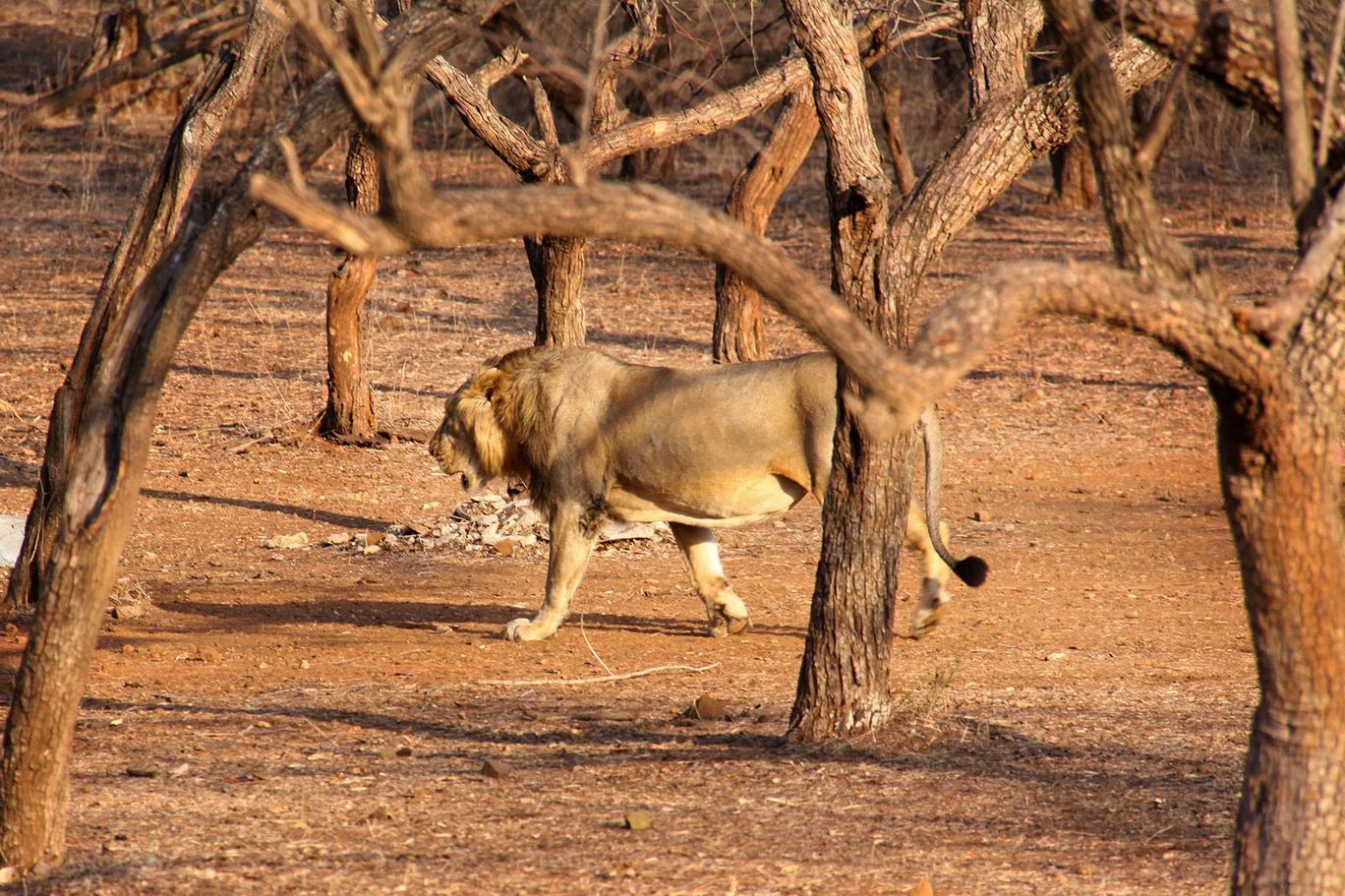 Photo of Tracking Leos By Sachin Jaiswal