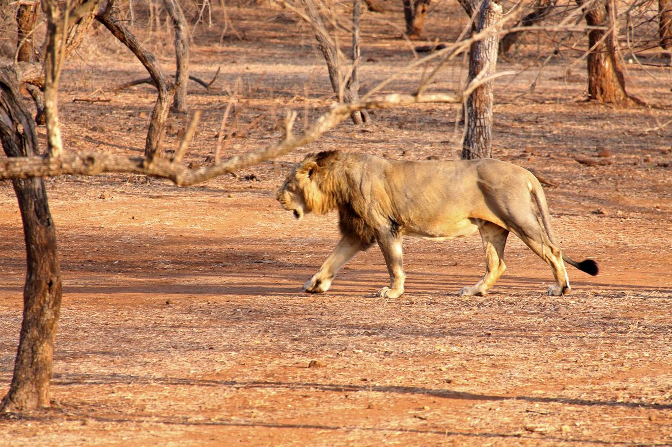 Photo of Tracking Leos By Sachin Jaiswal