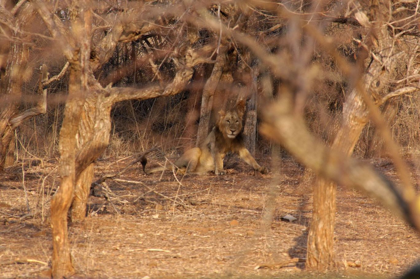 Photo of Tracking Leos By Sachin Jaiswal