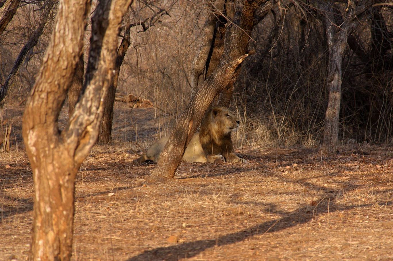 Photo of Tracking Leos By Sachin Jaiswal