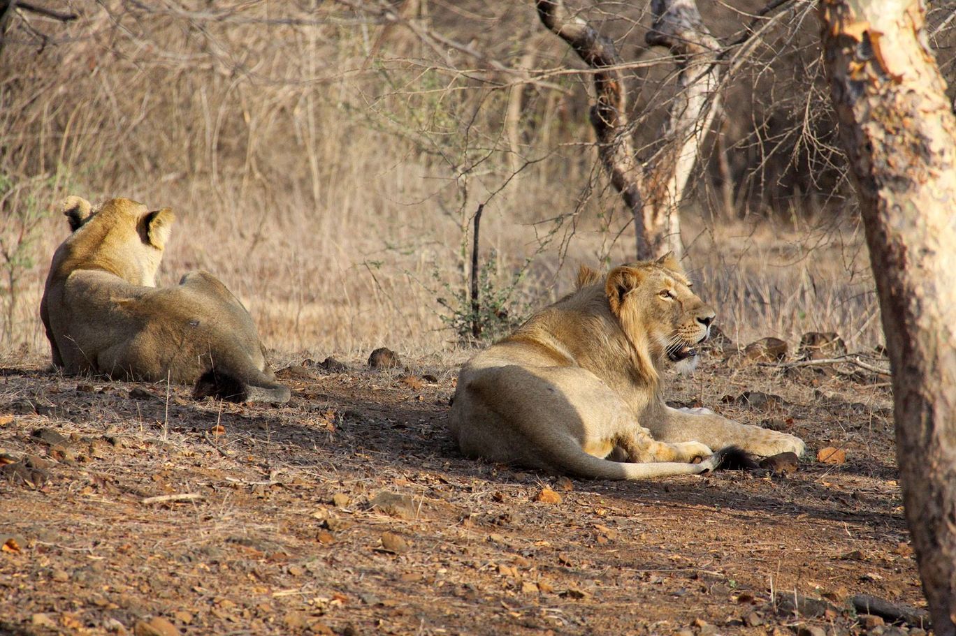 Photo of Tracking Leos By Sachin Jaiswal