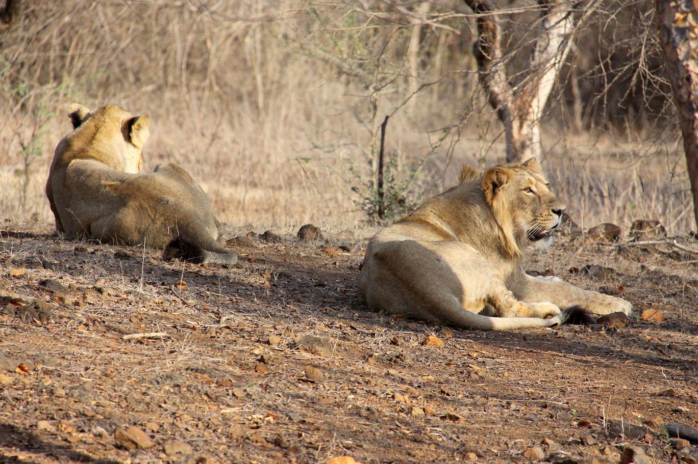 Photo of Tracking Leos By Sachin Jaiswal