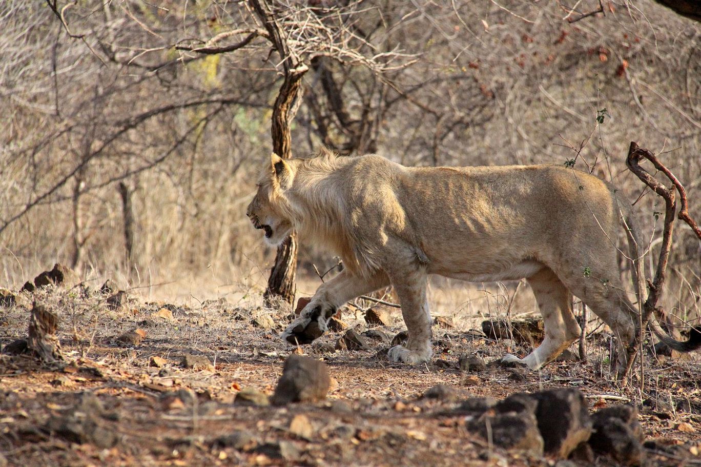 Photo of Tracking Leos By Sachin Jaiswal