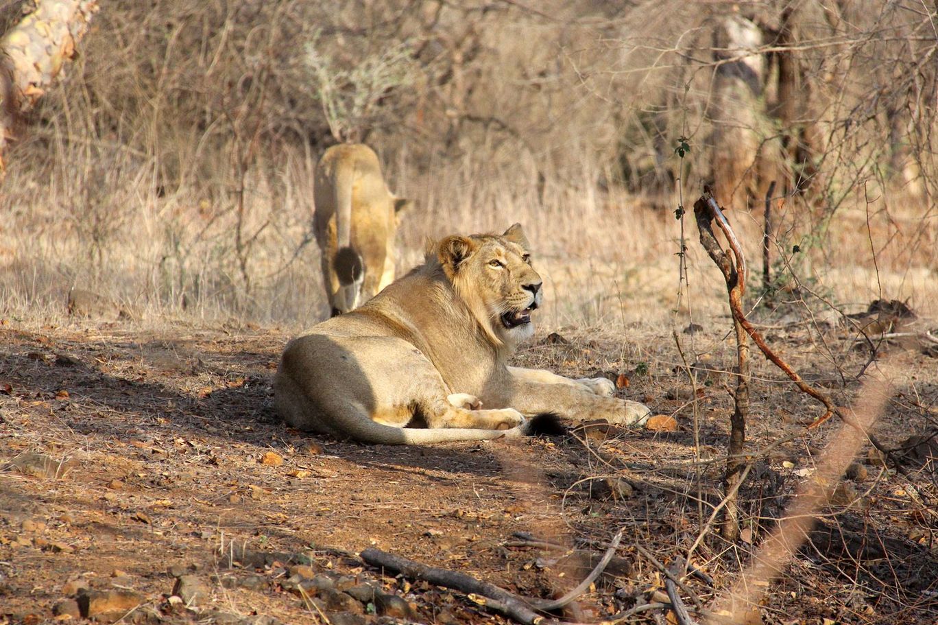 Photo of Tracking Leos By Sachin Jaiswal