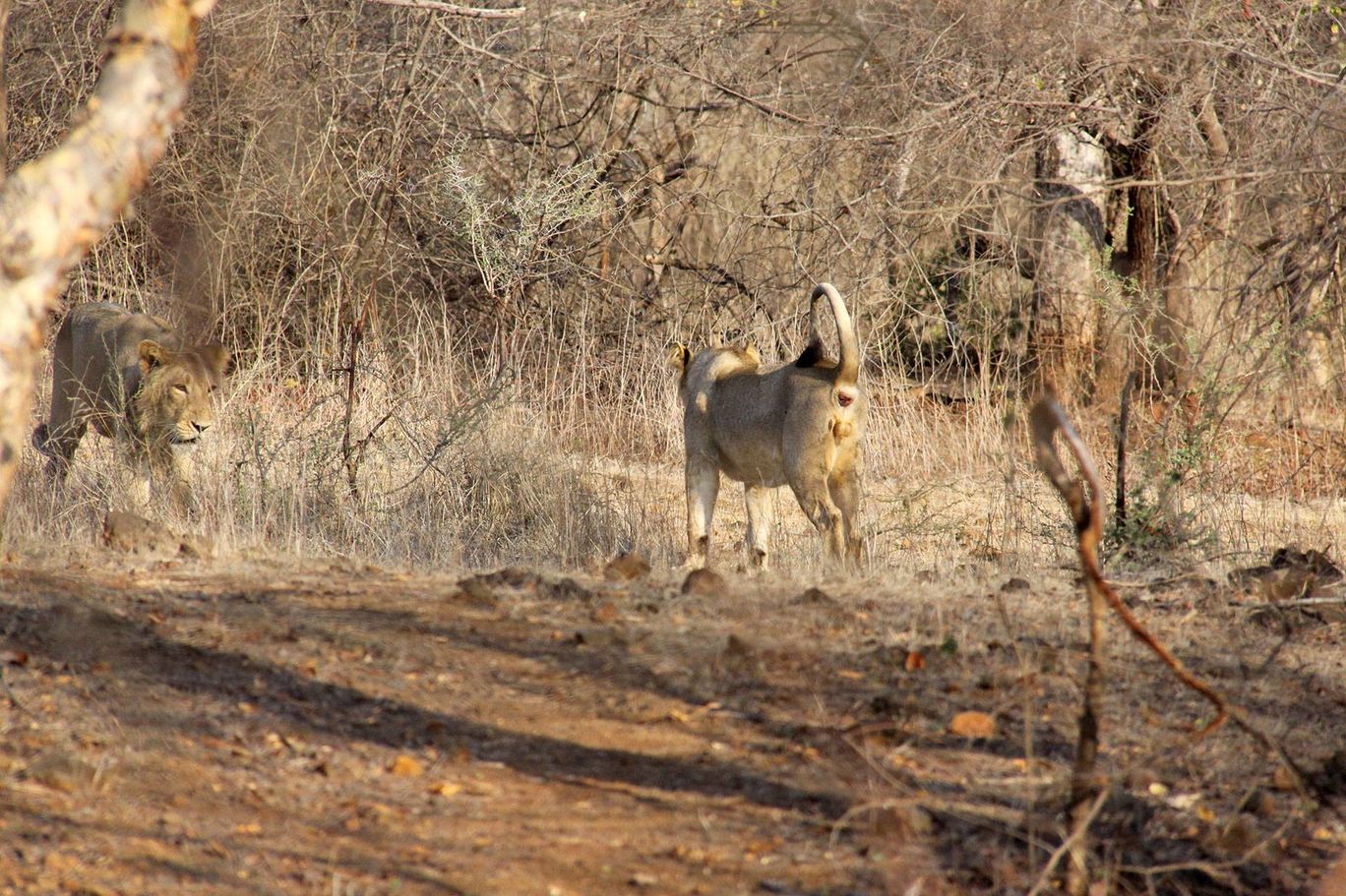 Photo of Tracking Leos By Sachin Jaiswal