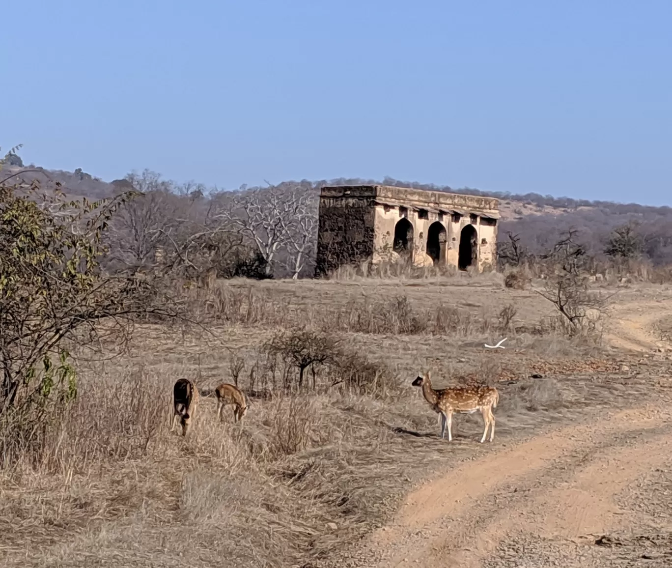 Photo of Ranthambore National Park By Smridhi Aggarwal