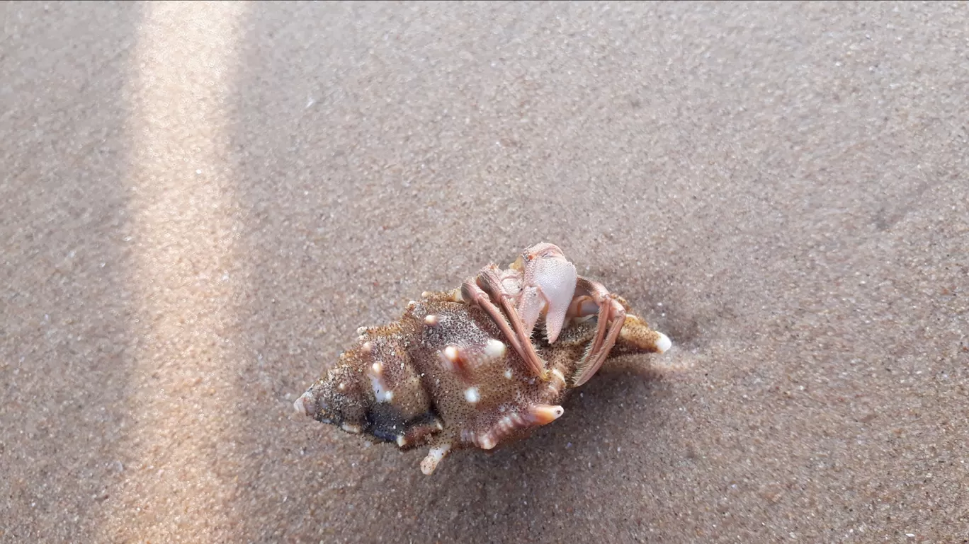 Photo of Puri Sea Beach Odisha. By Dr.Monika Singh