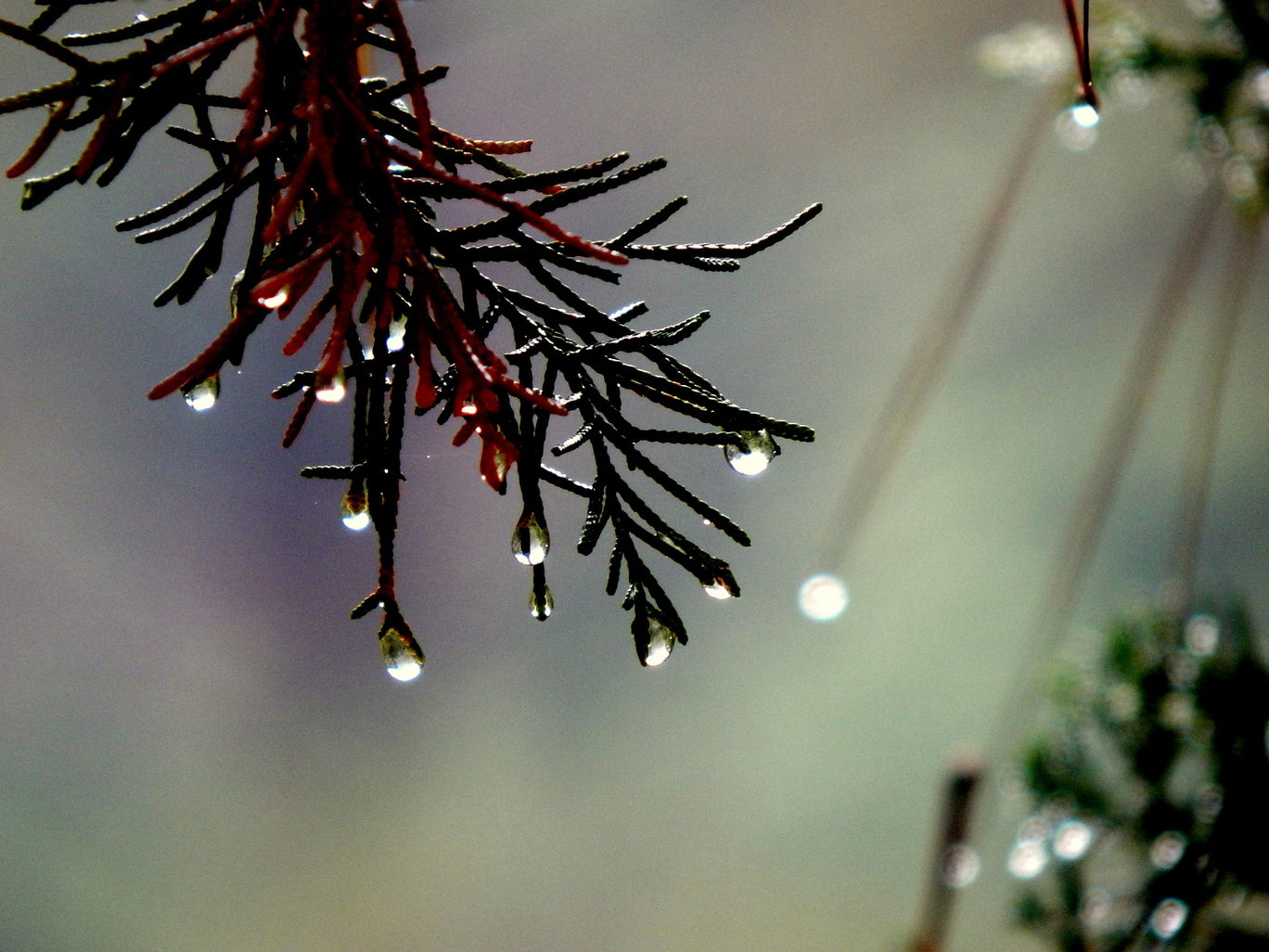 Photo of An evening in Mukteshwar By Raunak Upadhyay
