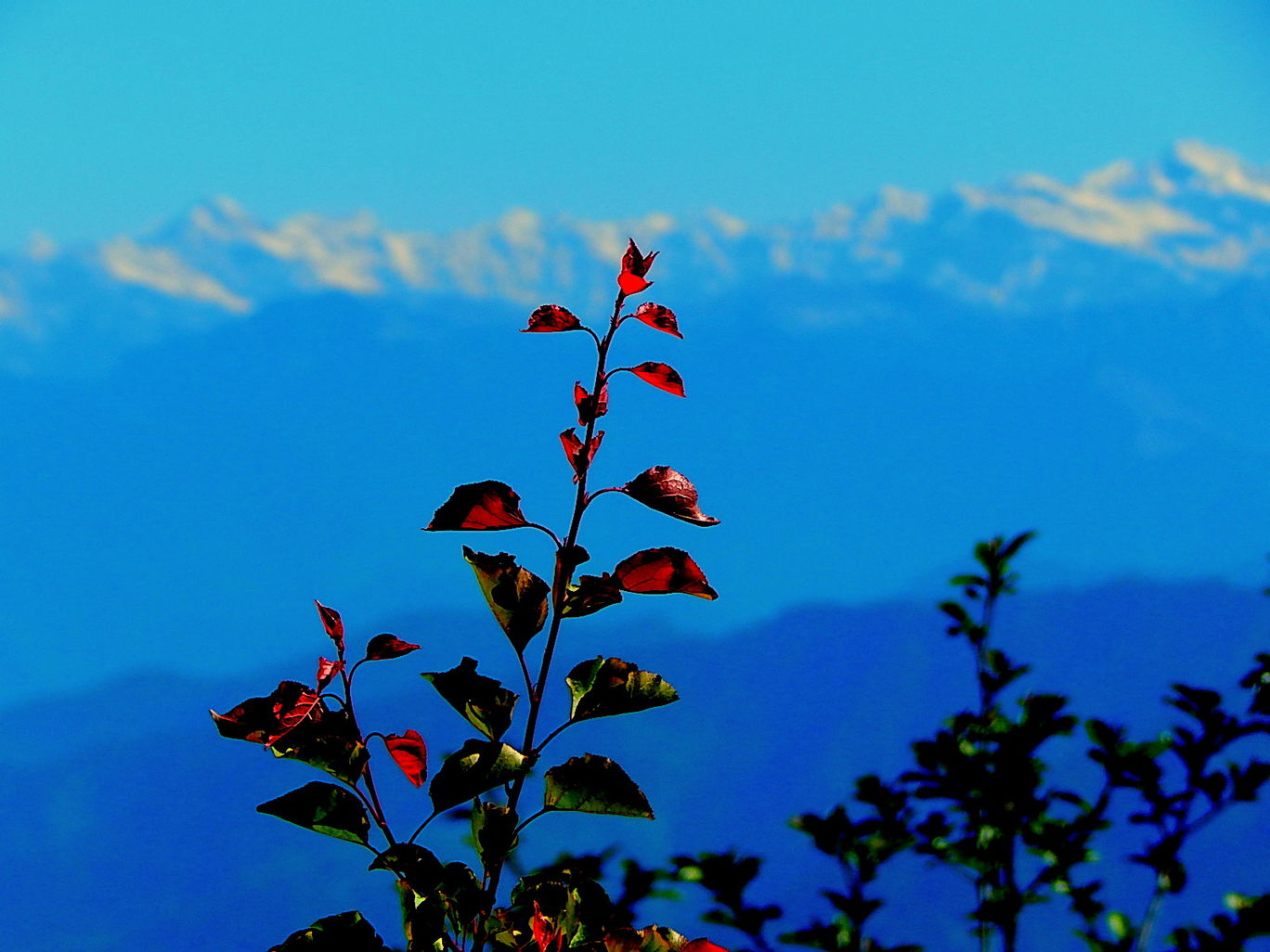 Photo of Kanatal – A quaint hamlet By Raunak Upadhyay