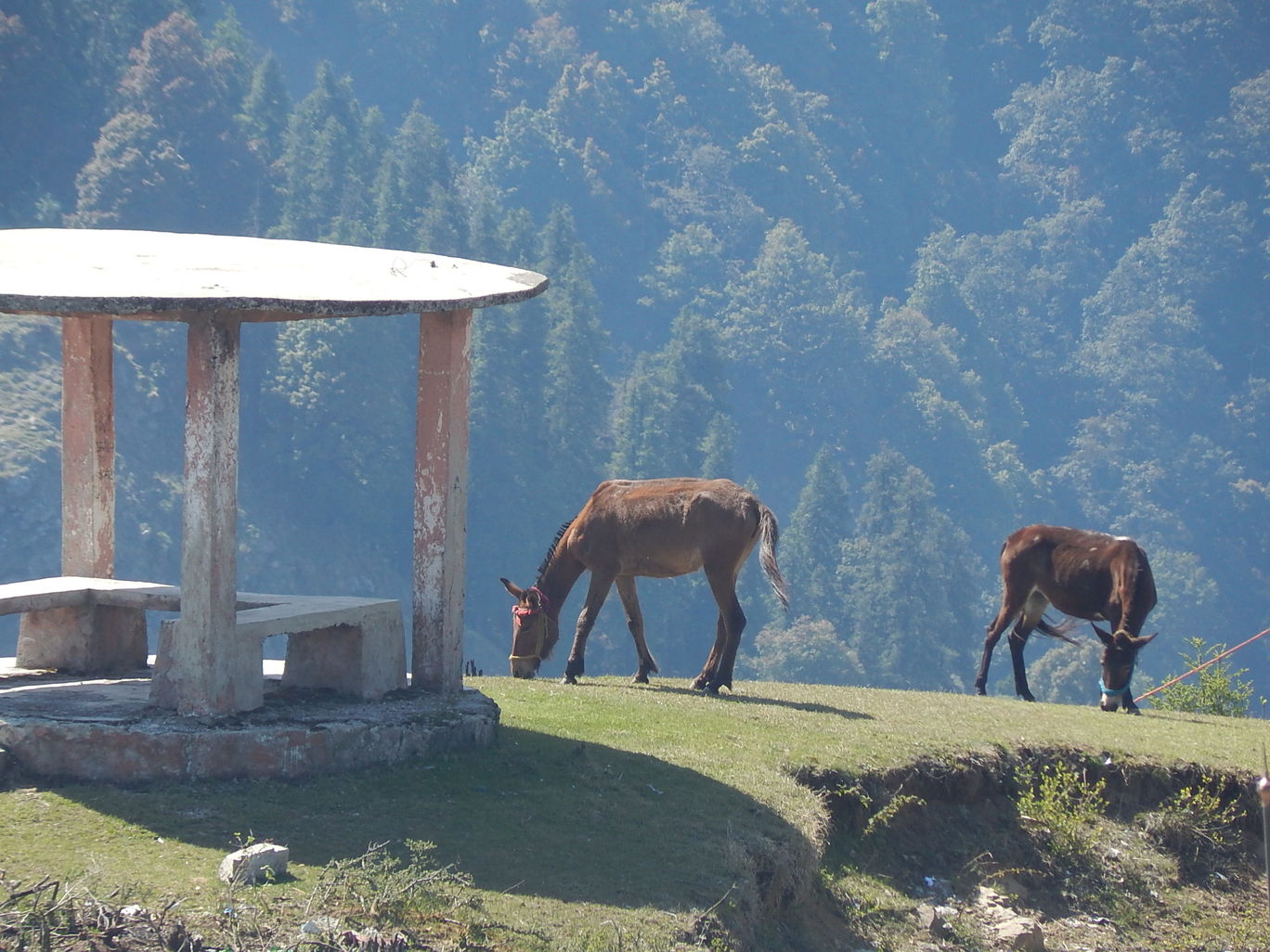 Photo of Kanatal – A quaint hamlet By Raunak Upadhyay