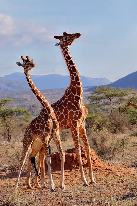 Photo of Murchison Falls Uganda By levy danny