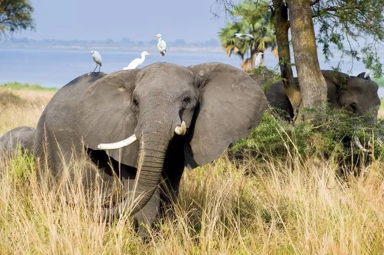 Photo of Murchison Falls Uganda By levy danny