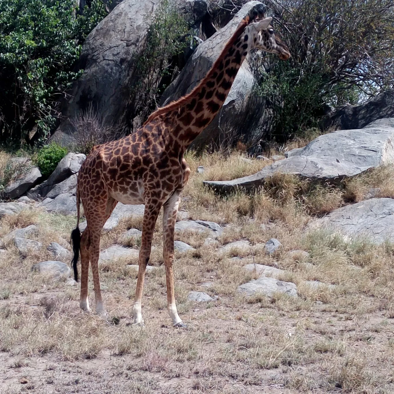 Photo of Arusha By Walking Safari