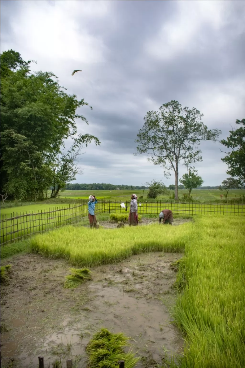 Photo of Jorhat By Arindam Kashyap