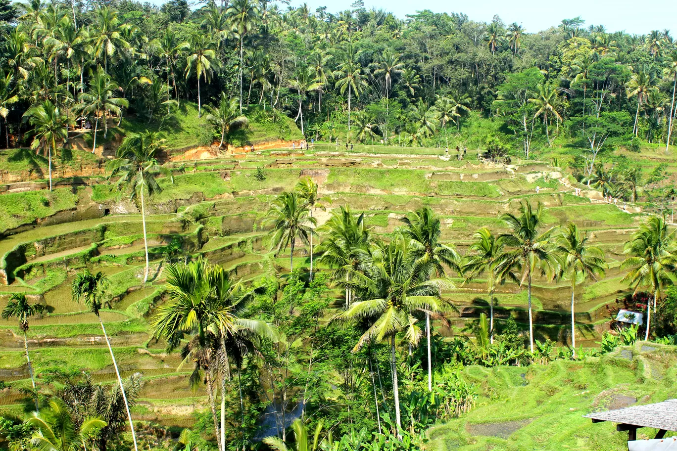 Photo of Tegallalang Rice Terrace By Tamanna Tripathy