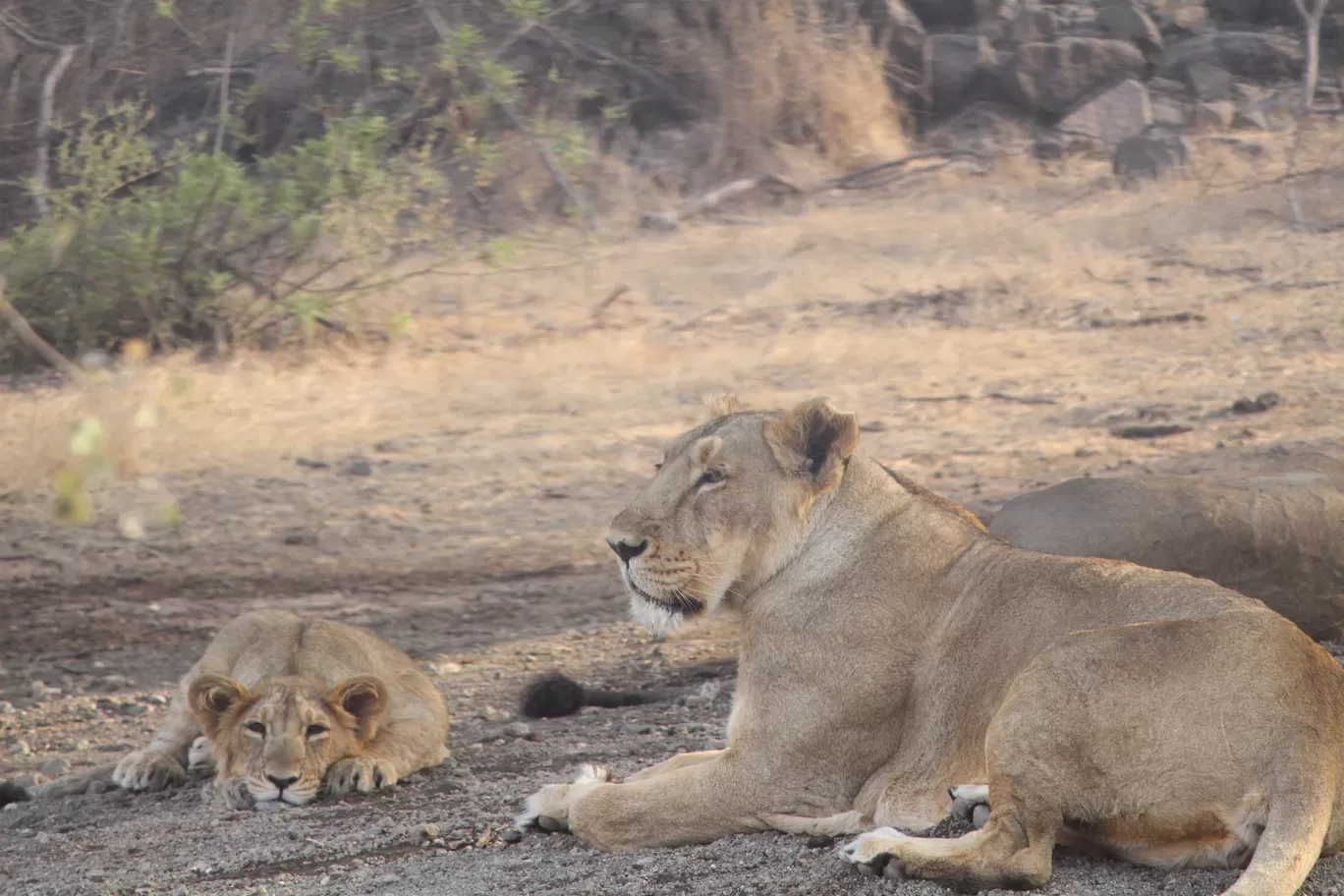 Photo of Ambardi Safari Park By poonam suradiya
