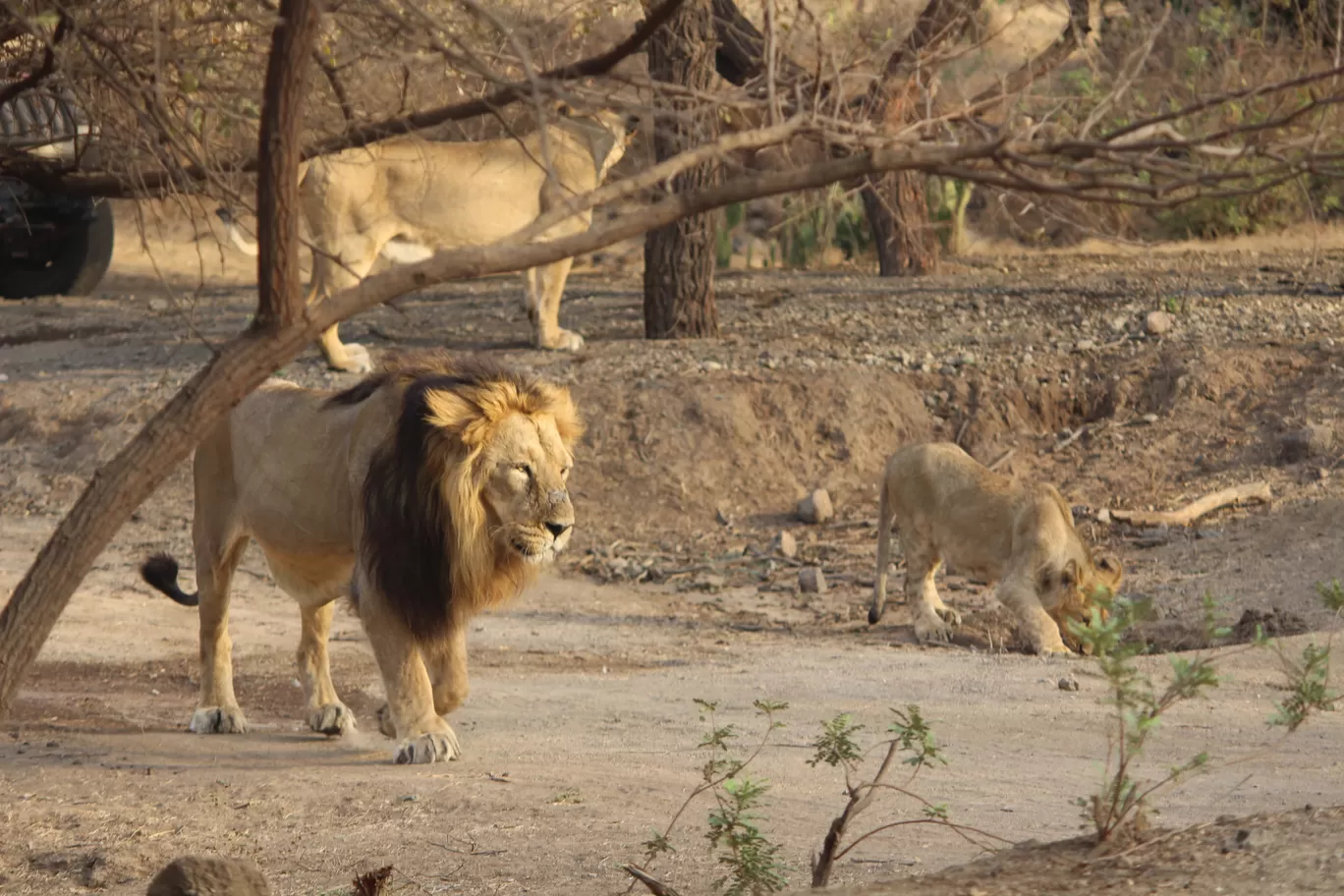 Photo of Ambardi Safari Park By poonam suradiya