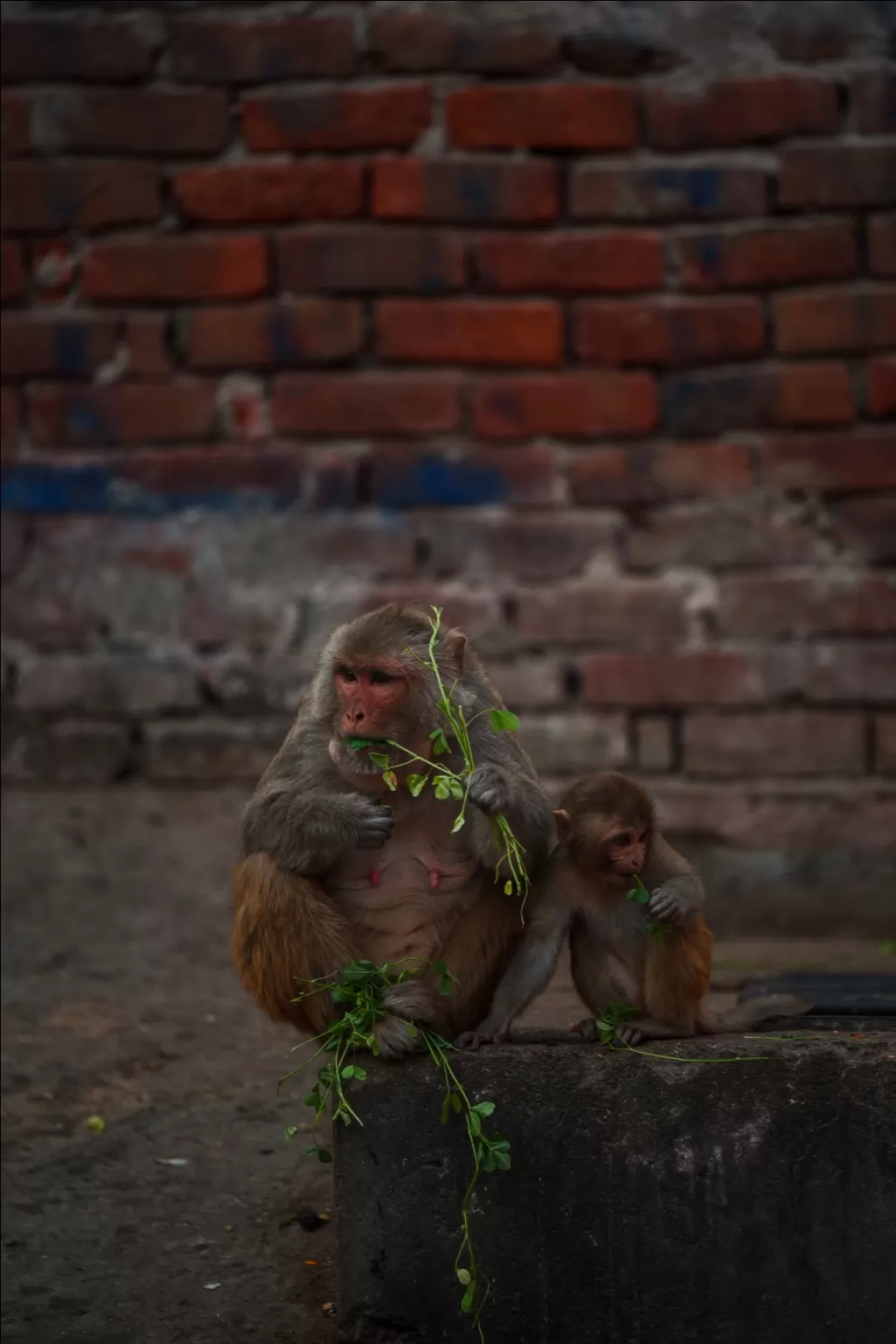 Photo of Galta Ji By Roadside Traveller