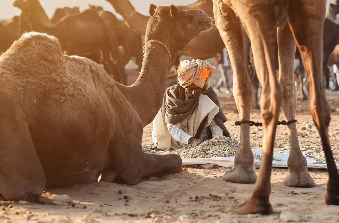 Photo of Pushkar By Roadside Traveller