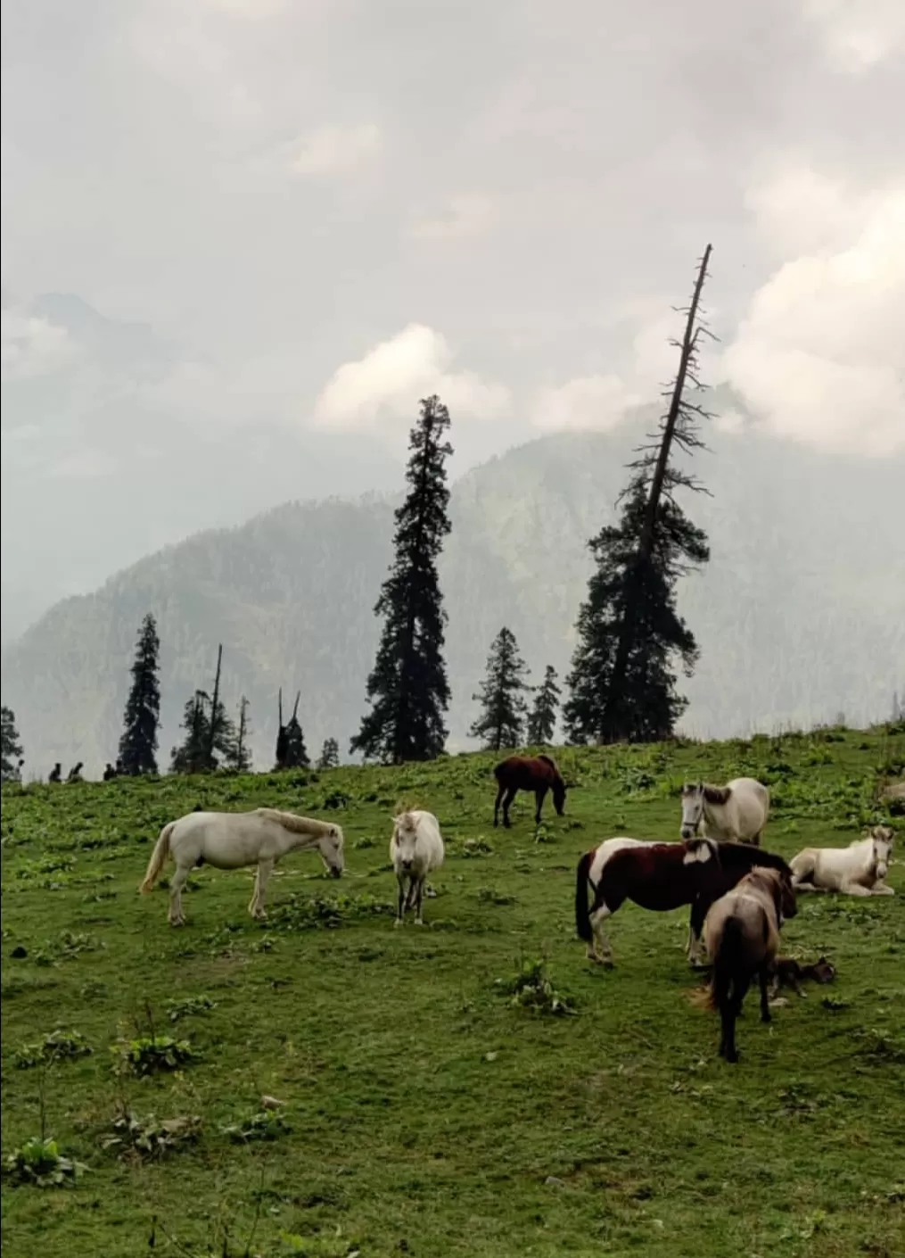 Photo of Himalayas By Sudhin M