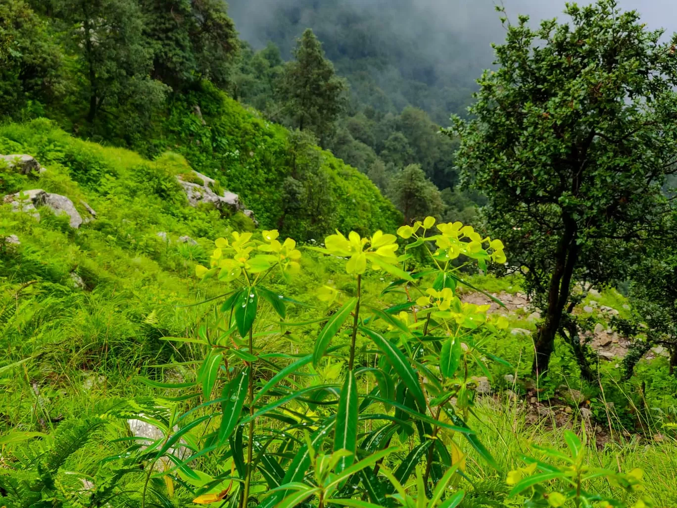 Photo of rudranath रुद्रनाथ महादेव By Rahul Sharma (beinghiker)