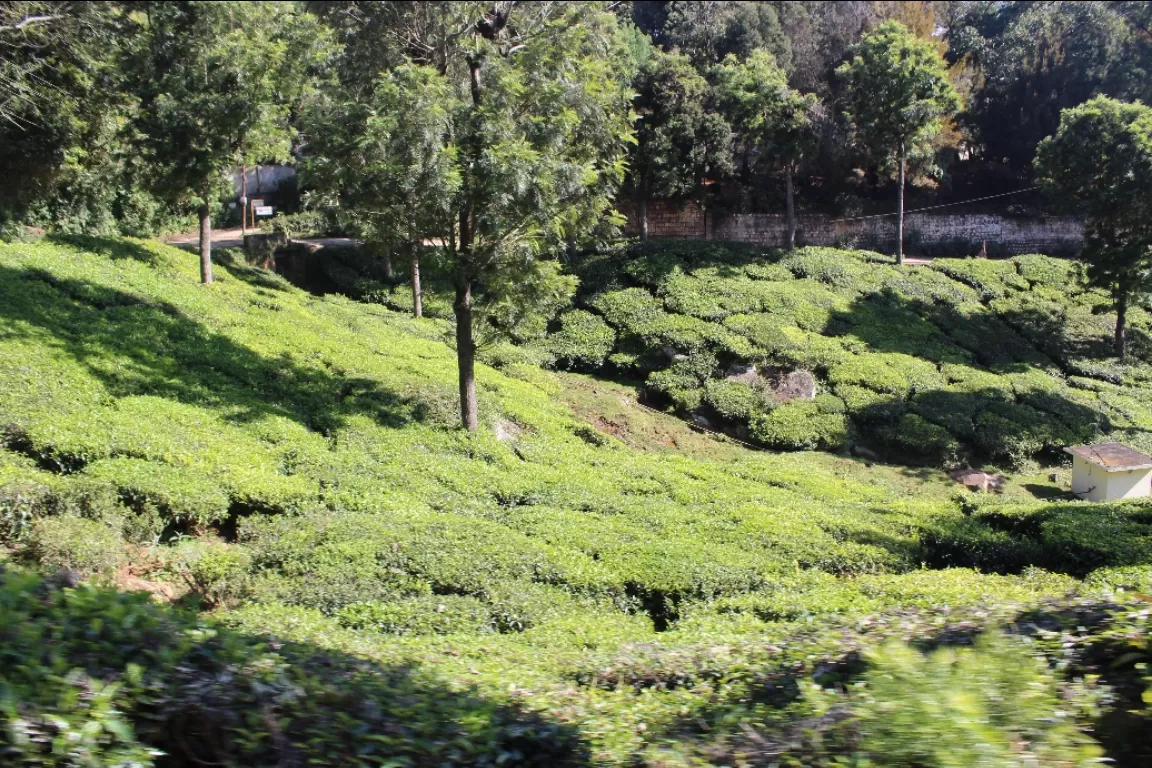 Photo of Ooty By SwapNeil Jondhale 