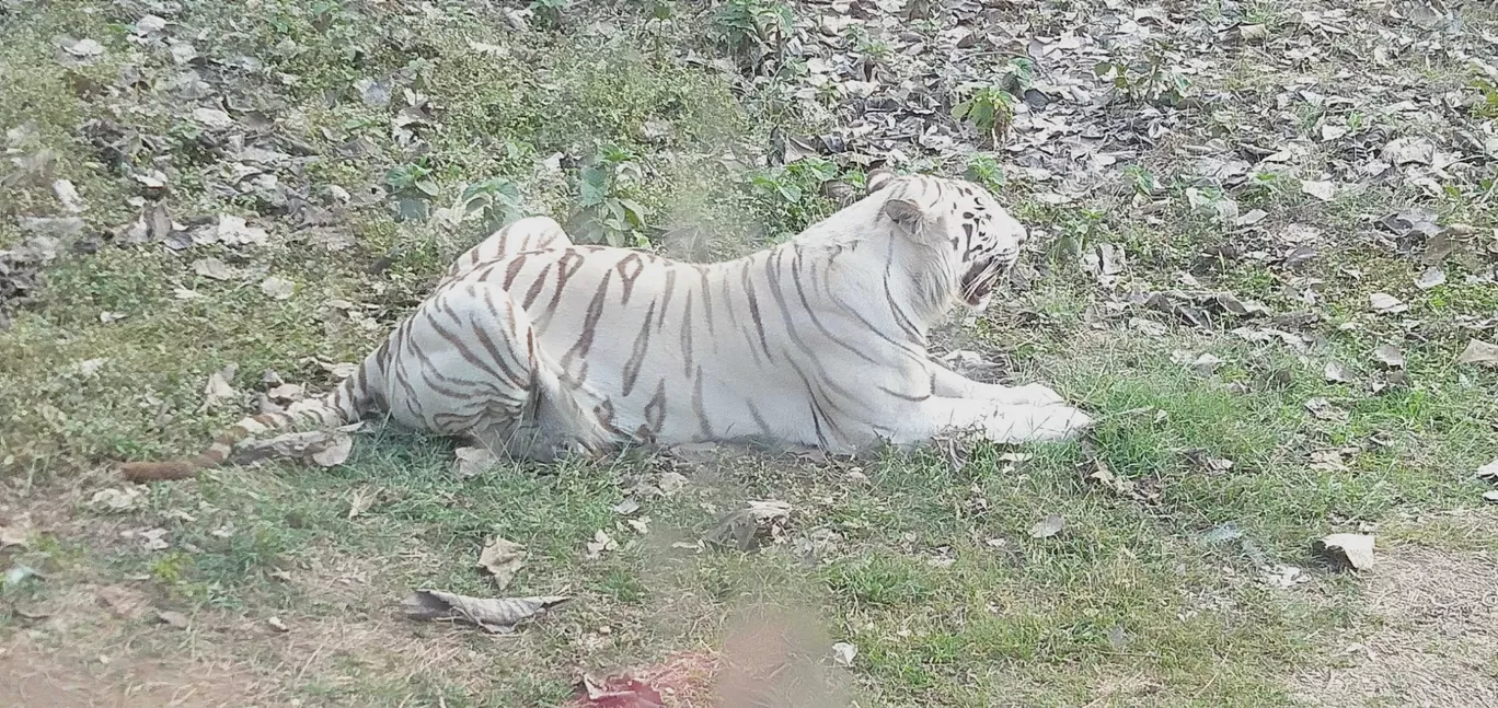 Photo of White Tiger Safari & Zoo By Madhulicious life