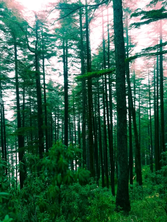 Photo of Mountain View By Rupali Kharbanda