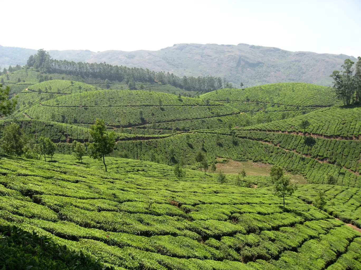 Photo of India By Manoo Bhatnagar