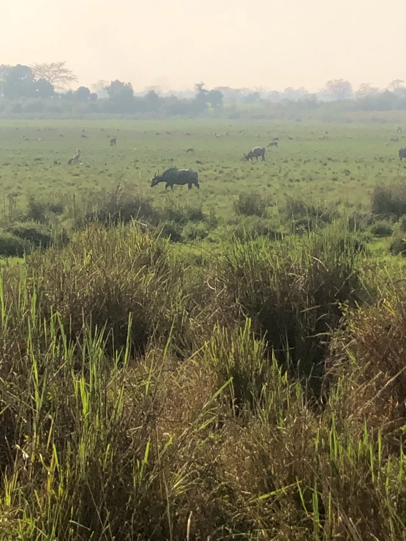 Photo of Kaziranga National Park By Hemlata Choudhary