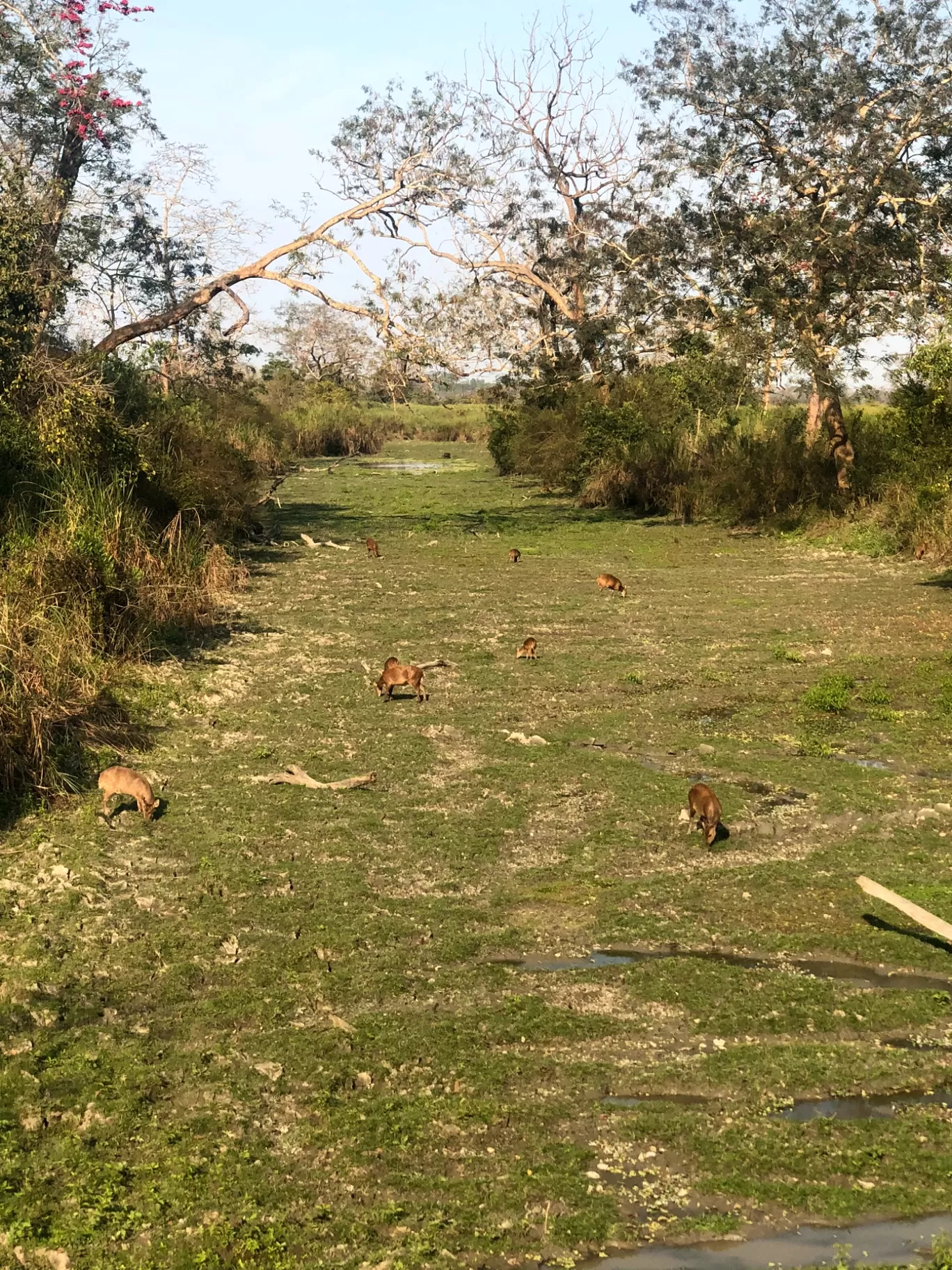 Photo of Kaziranga National Park By Hemlata Choudhary