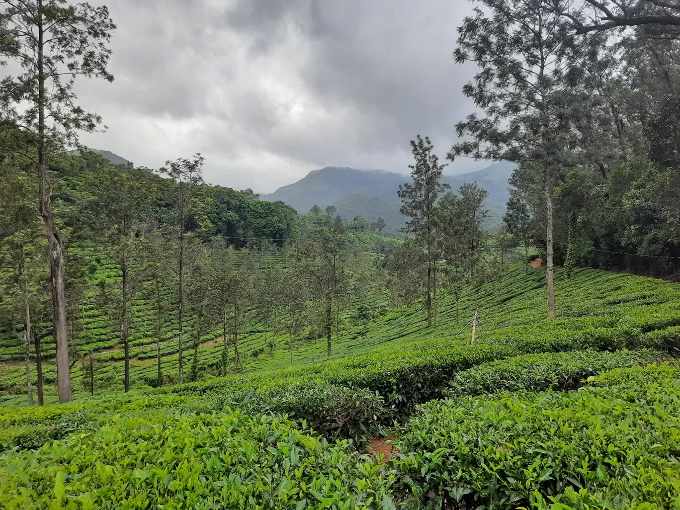 Photo of Wayanad By Mohita Asudani