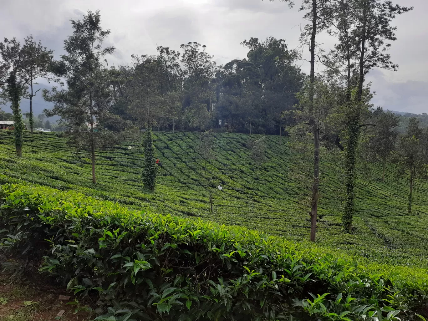 Photo of Wayanad By Mohita Asudani