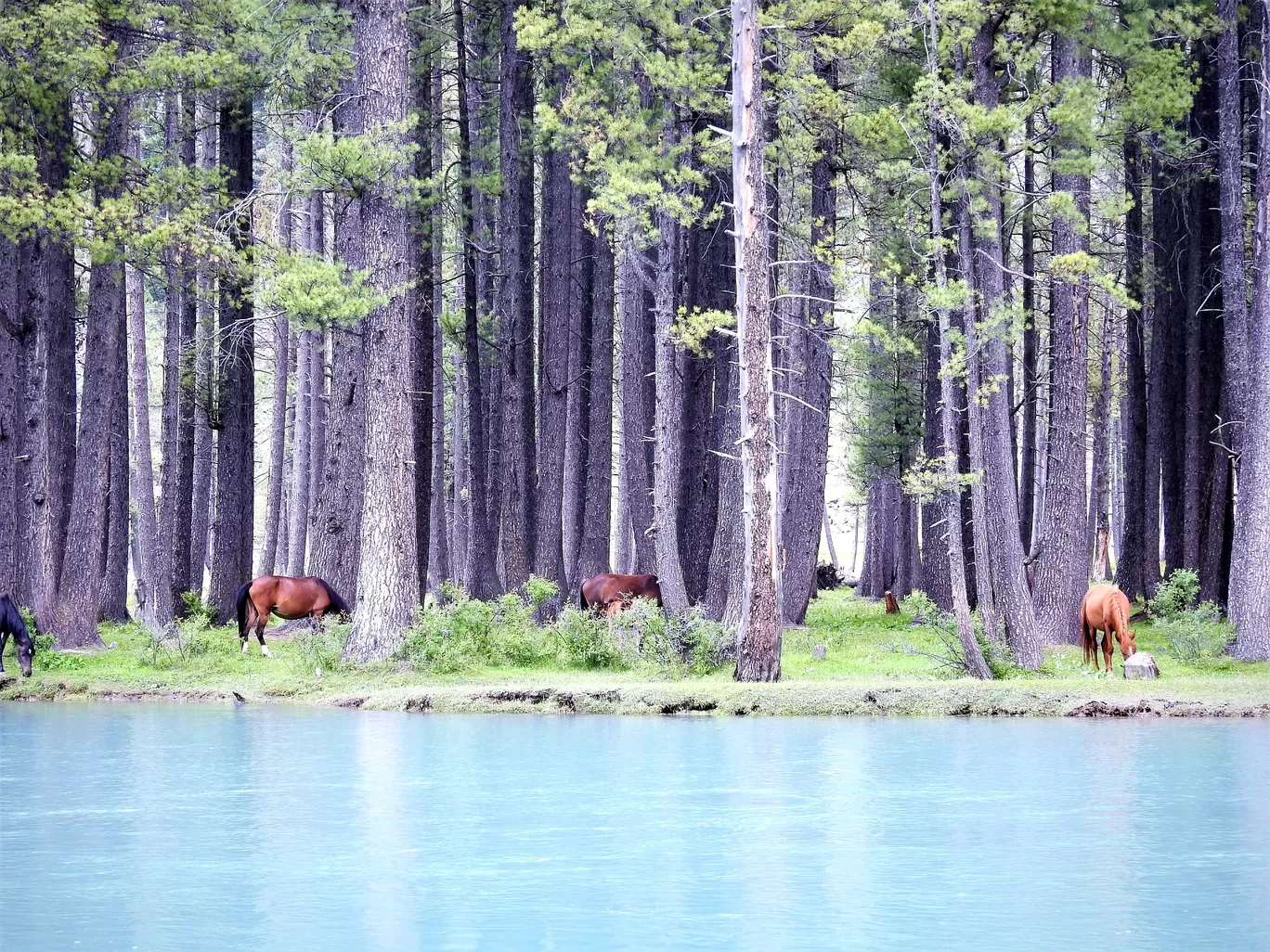 Photo of Kalam By The Traveler