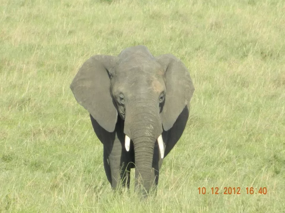 Photo of Maasai Mara National Reserve By Aishwarya Vaibhav Raje