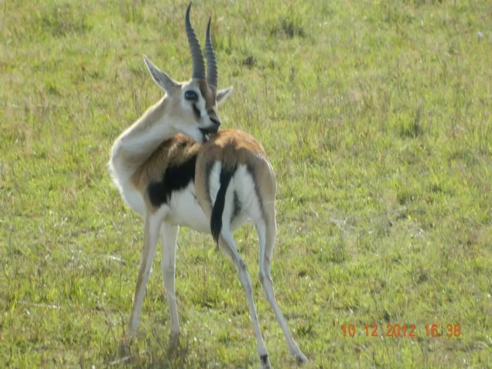 Photo of Maasai Mara National Reserve By Aishwarya Vaibhav Raje