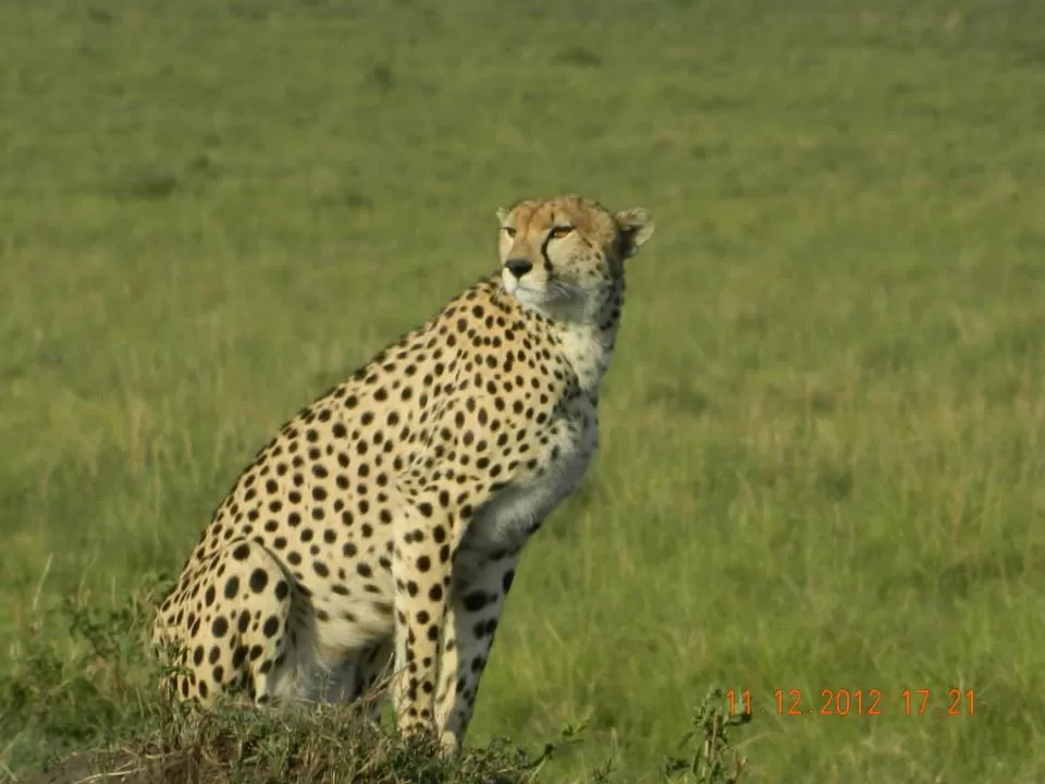 Photo of Maasai Mara National Reserve By Aishwarya Vaibhav Raje