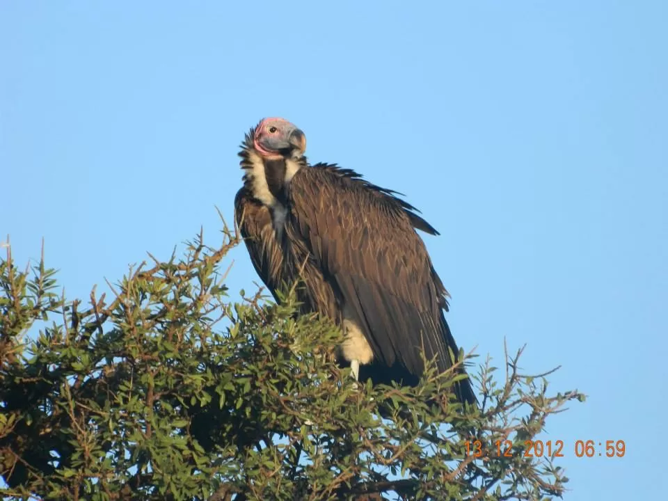 Photo of Maasai Mara National Reserve By Aishwarya Vaibhav Raje