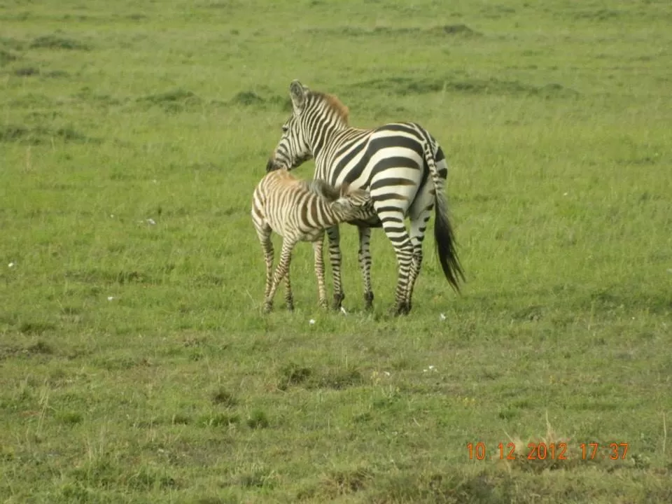 Photo of Maasai Mara National Reserve By Aishwarya Vaibhav Raje
