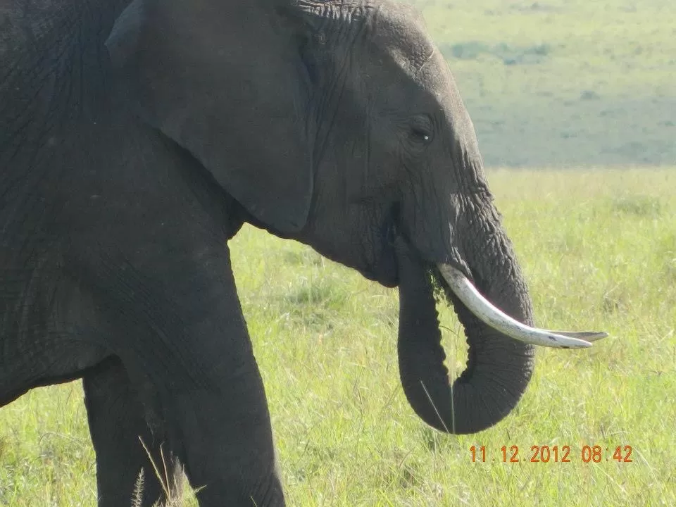 Photo of Maasai Mara National Reserve By Aishwarya Vaibhav Raje