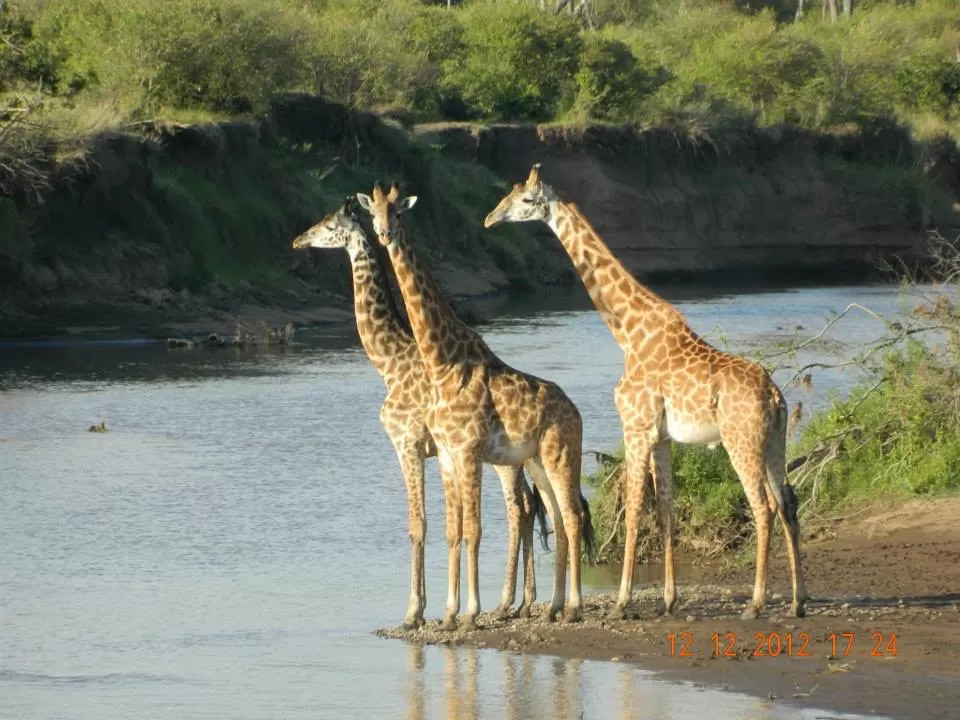 Photo of Maasai Mara National Reserve By Aishwarya Vaibhav Raje