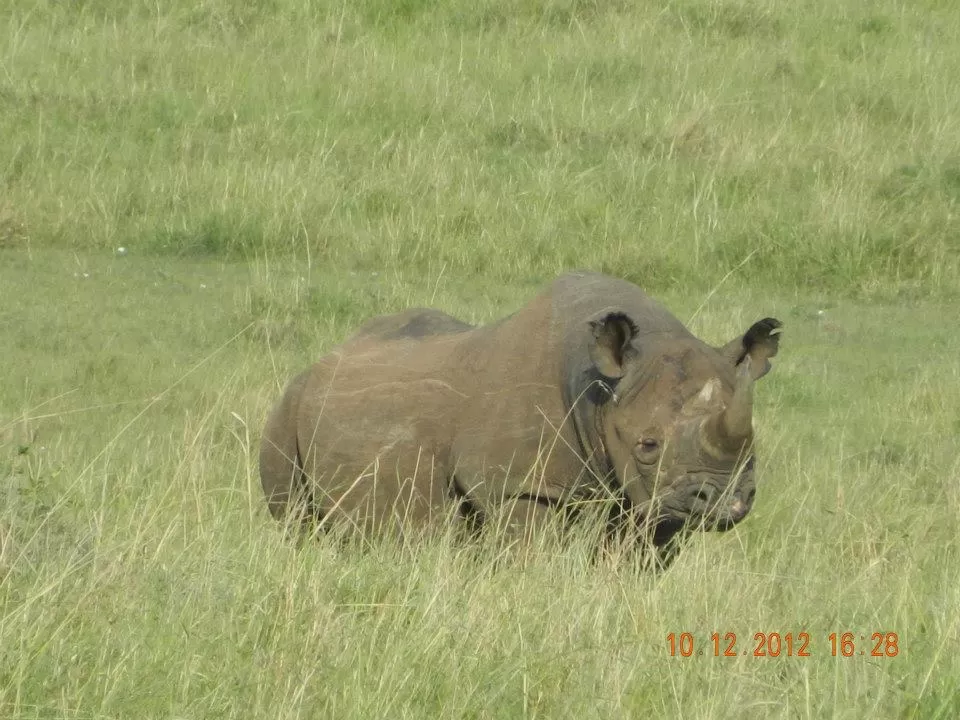Photo of Maasai Mara National Reserve By Aishwarya Vaibhav Raje