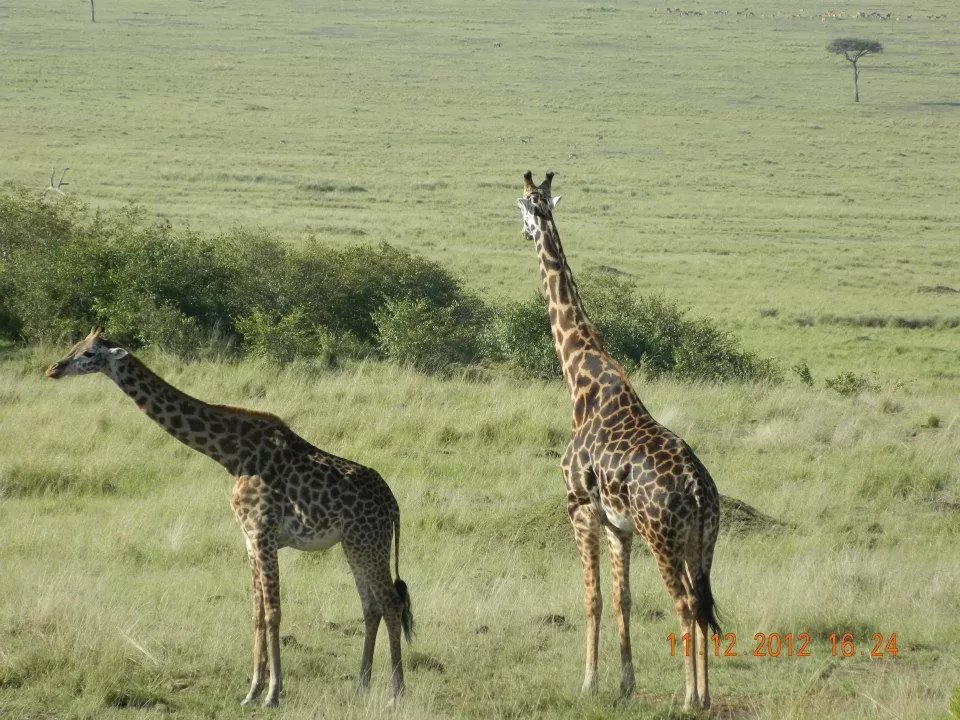 Photo of Maasai Mara National Reserve By Aishwarya Vaibhav Raje