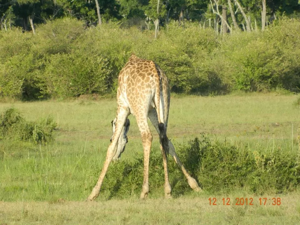 Photo of Maasai Mara National Reserve By Aishwarya Vaibhav Raje