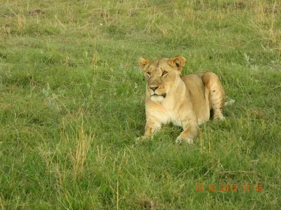 Photo of Maasai Mara National Reserve By Aishwarya Vaibhav Raje